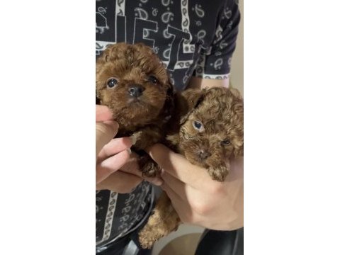 Orjinal saf kan red brown poodle türünün en iyi kalitesi