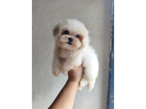 Teacup dişi kore maltese