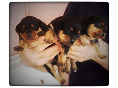 Orjinal minyatür pinscher yavruları
