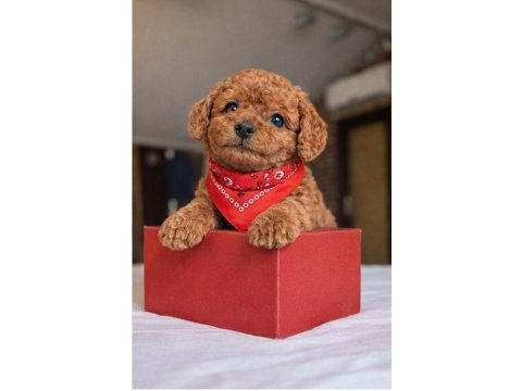 Mağazamızdan red brown toypoodle