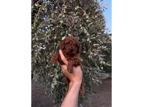 Güvenilir ve referanslı çiftlikten toy poodle bebekler