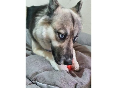 Köpeğimiz maya kızımızı mecburen sahiplendiriyoruz
