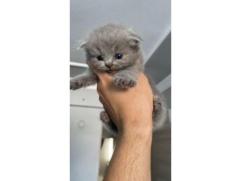 1,5 aylık scottish fold yavrularımız