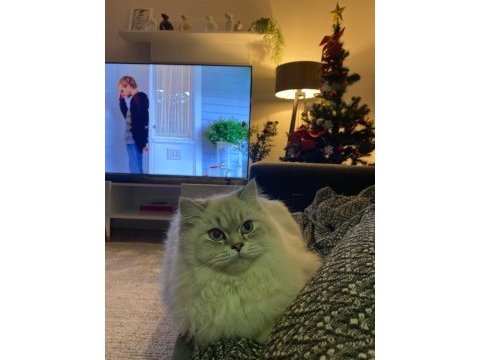 Kısırlaştırma şartı ile kedimiz