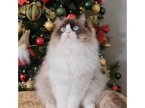 Özel olmak isteyenlere ragdoll