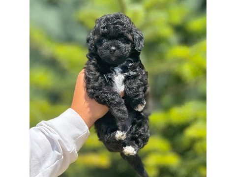 Benimle tanışmadın mı hala maltipoo