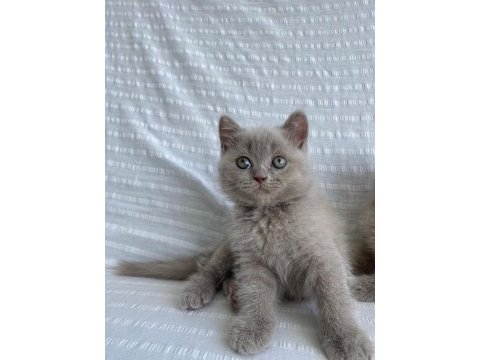 Teslime hazır british shorthair yavrular yuvasını arıyor