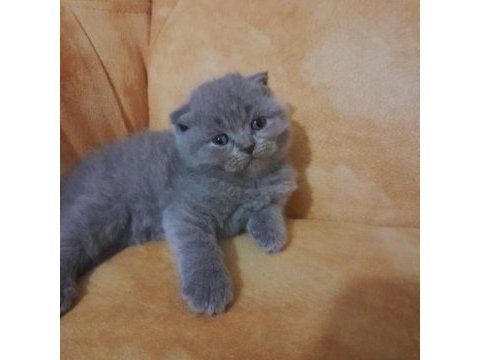 Yavrularımız çok güzel saf ırktır scottish fold