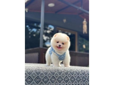 Sağlık ve ırk garantili pomeranian
