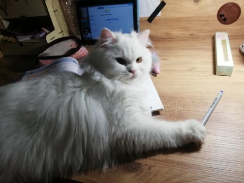 Genç beyimize eşleşme arıyoruz british longhair