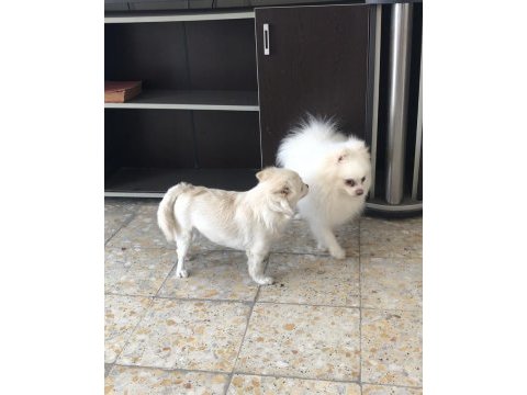 Sahiplendirilecek pomeranian boo