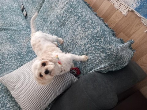 Sevgi dolu maltipoo prenses