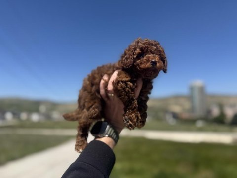 Wc eğitimli aşılı karneli toy poodle yavrular