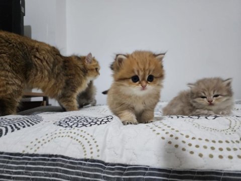 Yavru şecereli kediler