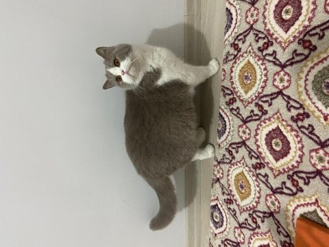 British shorthair lilac bicolor