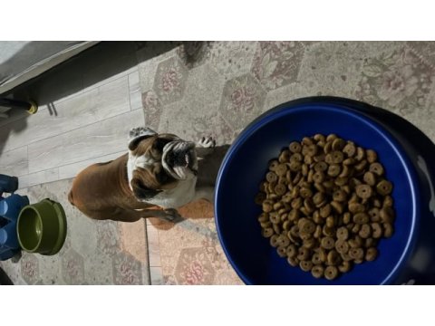 İngiliz bulldog köpeğimiz