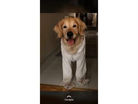 Golden retriever oğlumuza yuva arıyoruz