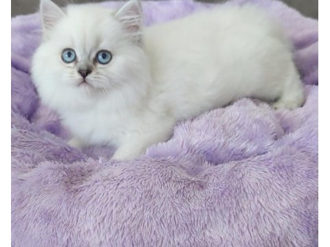 British longhair full şecereli babanın yavruları