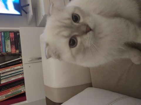 1 yaşında scottish fold erkek