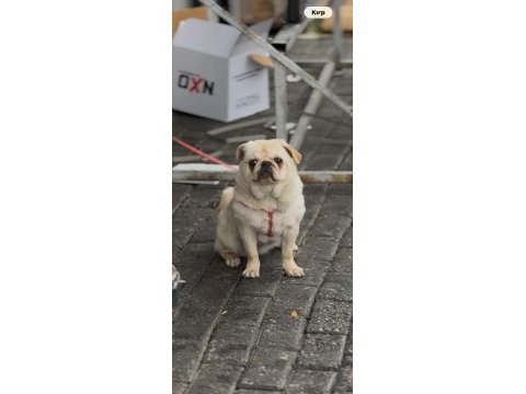 6 aylık aşıları tam dişi white pug