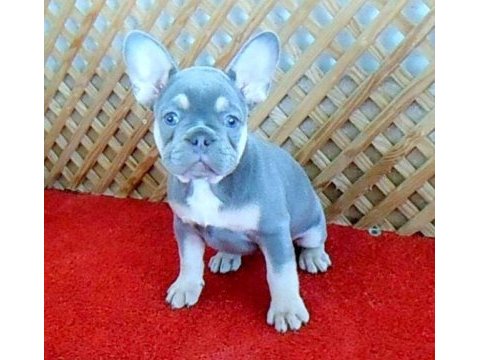 Lilac and tan quad dişi french bulldog
