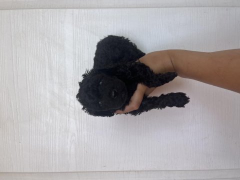 Kore kan siyah toy poodle bebekler