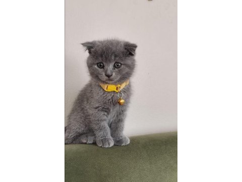 Sevimli erkek scottish fold