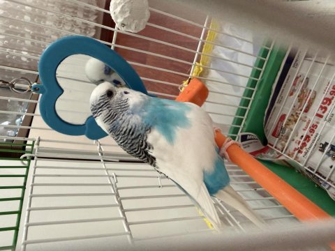 3 yaşında erkek muhabbet kuşu kafesiyle birlikte