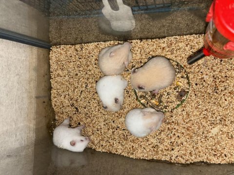 Bebek suriye hamster