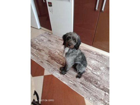Taşındığımız için köpeğimi sahiplendiriyorum
