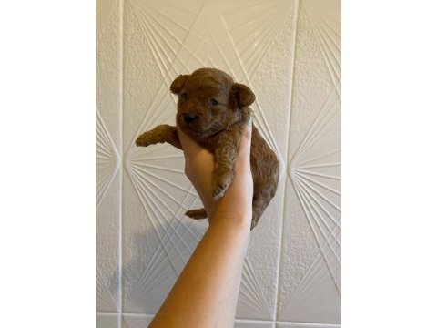 Toy poodle yavrularımız