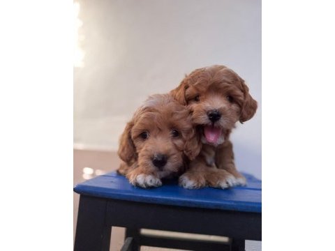 Sevimli maltipoo yavrularımız