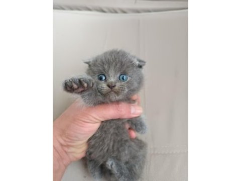 1 aylık british shorthair yavrular