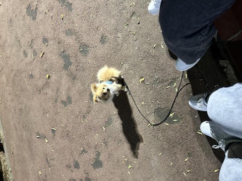 Pomeranian boykamıza güzel bir yuva