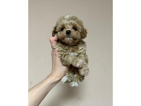50-70 günlük maltipoo yavrularımız
