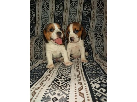 Üst kalite beagle yavruları