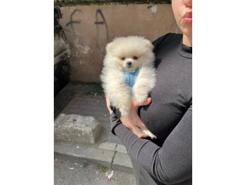 Pomeranian miniğimize yeni bir ev arıyoruz