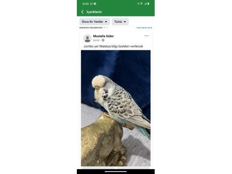 Yetişkin dişi jumbo muhabbet kuşu