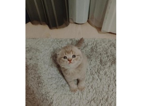 Nadir renkte scottish fold