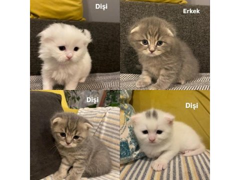 1 aylık scottish fold bebekler