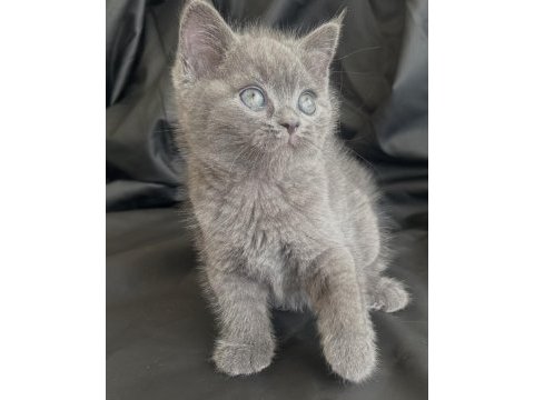 50 günlük dişi british shorthair