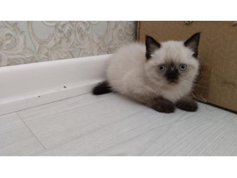Brıtısh blue poınt 2 aylık yuva arıyoruz