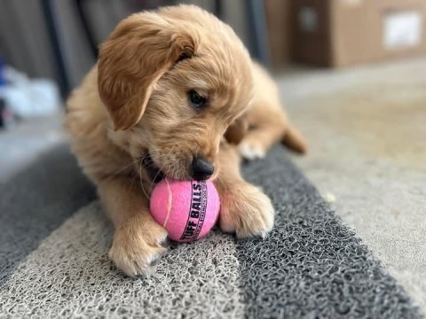 Bebek yüz golden retriever yavrular