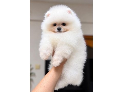 Kusursuz karbeyaz kartopu gibi pomeranian boo