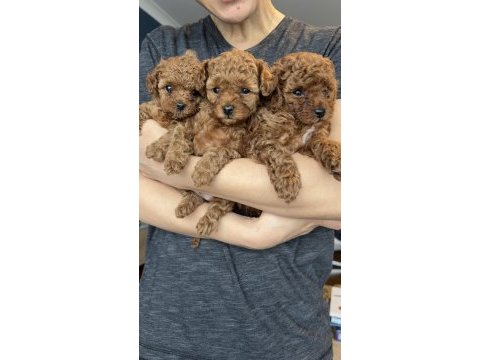 Toy poodle yavrularımız yeni yuvalarını arıyor
