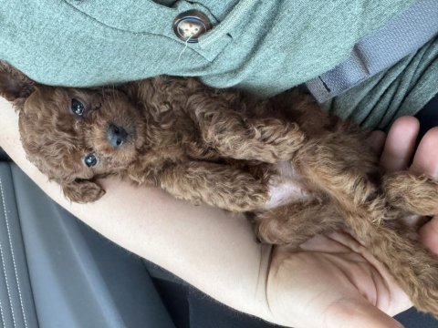 Kore dark red erkek yavru poodle