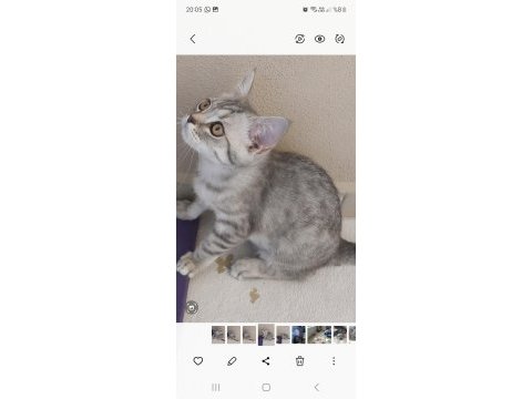 British shorthair oğlum zeus yuvasını arıyor