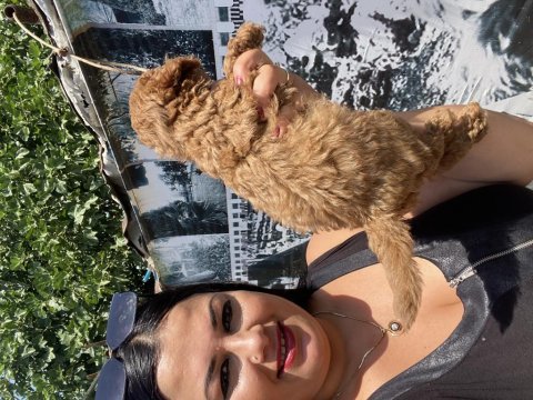 Ufacık sağlık ve ırk garantili toy poodle yavrularım