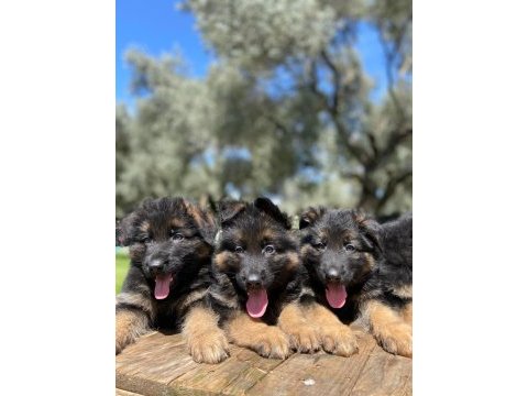 Showline k9 alman kurdu yavrularımız