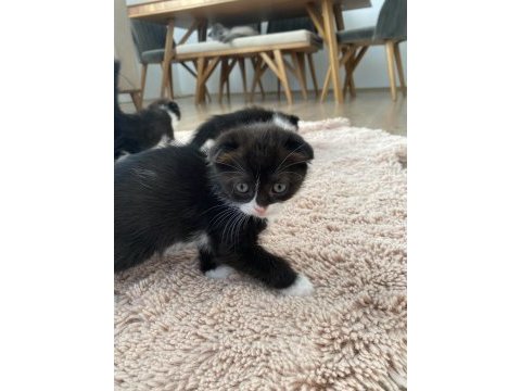 Scottish fold yavrular